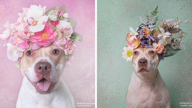 Antes y después de una perrita que fue devuelta al refugio 4 veces