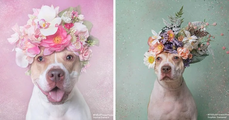 Antes y después de una perrita que fue devuelta al refugio 4 veces