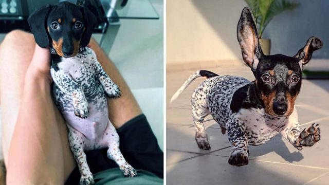 Cachorro salchicha tiene pelaje blanco negro como vaca
