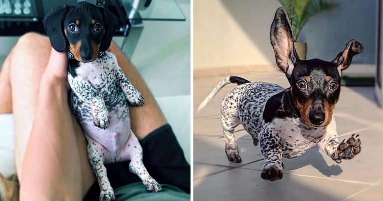 Cachorro salchicha tiene pelaje blanco negro como vaca