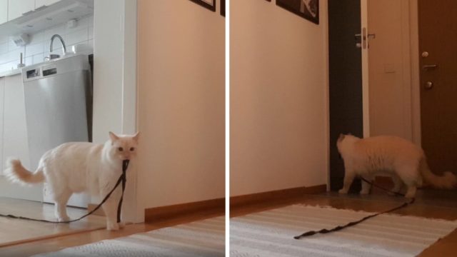 Cámara oculta muestra a gato maullando por su dueña