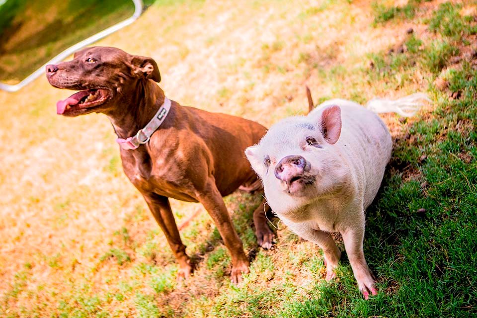 Cerdo y pitbull buscan hogar