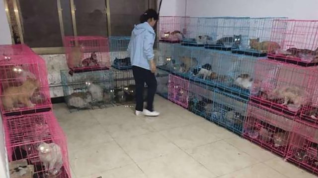 Cientos gatos robados rescatados China