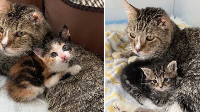 Este gato sin hogar adopta a gatitos