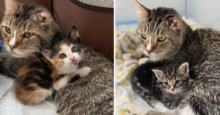 Este gato sin hogar adopta a gatitos
