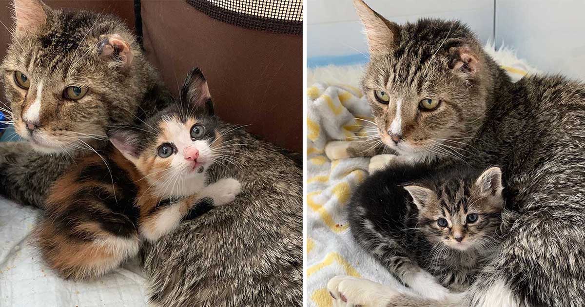 Este gato sin hogar adopta a gatitos
