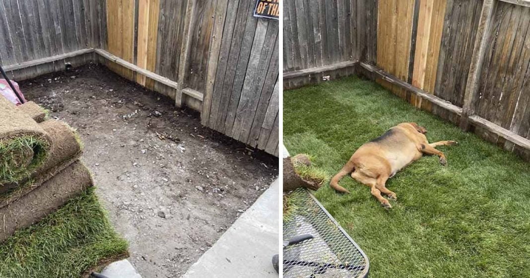 Perro nunca antes tuvo un patio y su familia le construye uno