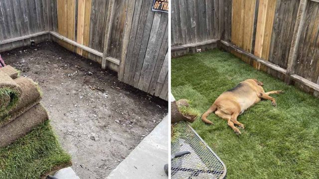Este perro nunca antes tuvo un patio