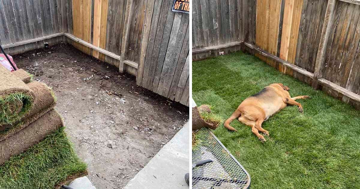 Perro nunca antes tuvo un patio y su familia le construye uno