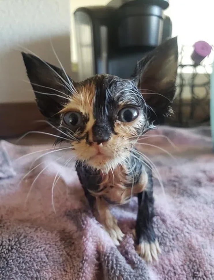 Gatita bañada