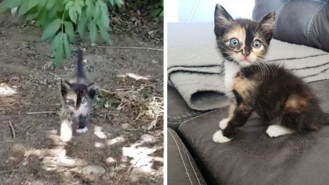 Gatita sin hogar sale corriendo arbustor pedir ayuda