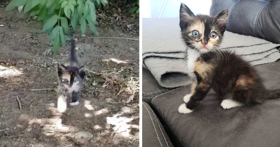 Gatita sin hogar sale corriendo arbustor pedir ayuda