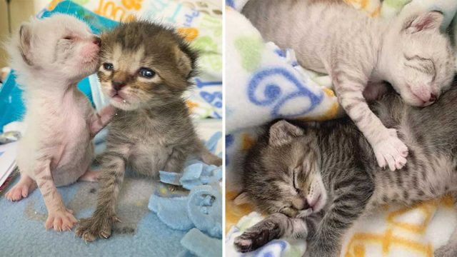 Gatitos se cuidan el uno al otro volviéndose inseparables