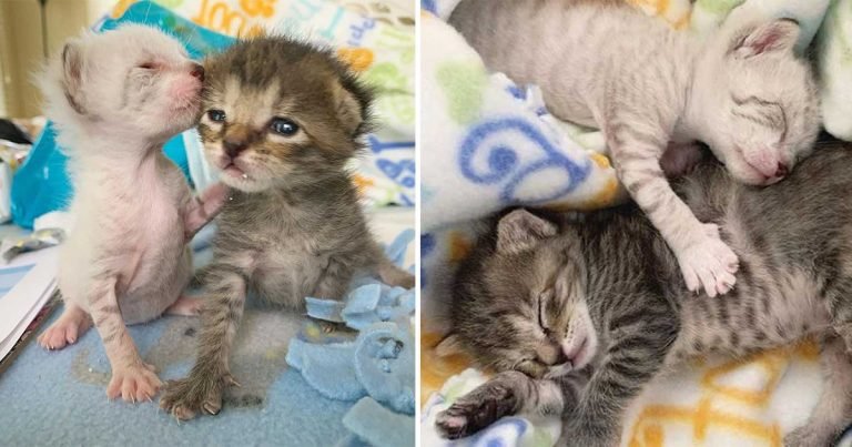 Gatitos se cuidan el uno al otro volviéndose inseparables