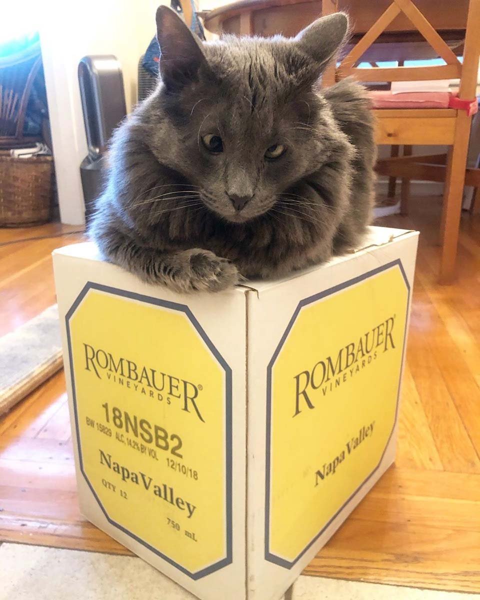 Gato bizco sobre caja