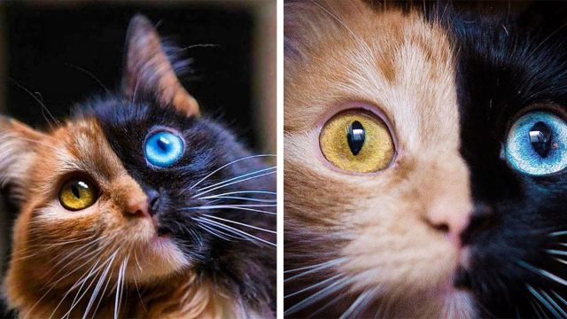 Gato de dos caras cautiva en redes