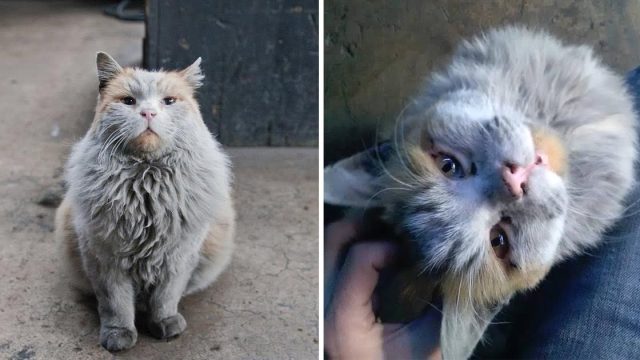Gato del ferrocarril necesita baño