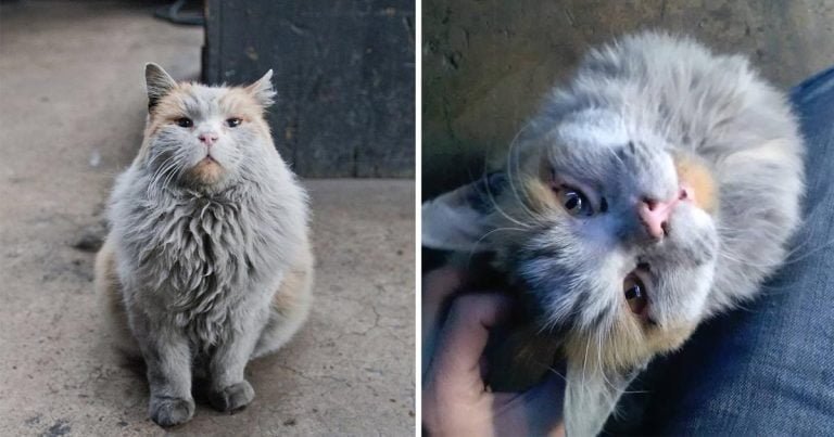 Gato del ferrocarril necesita baño