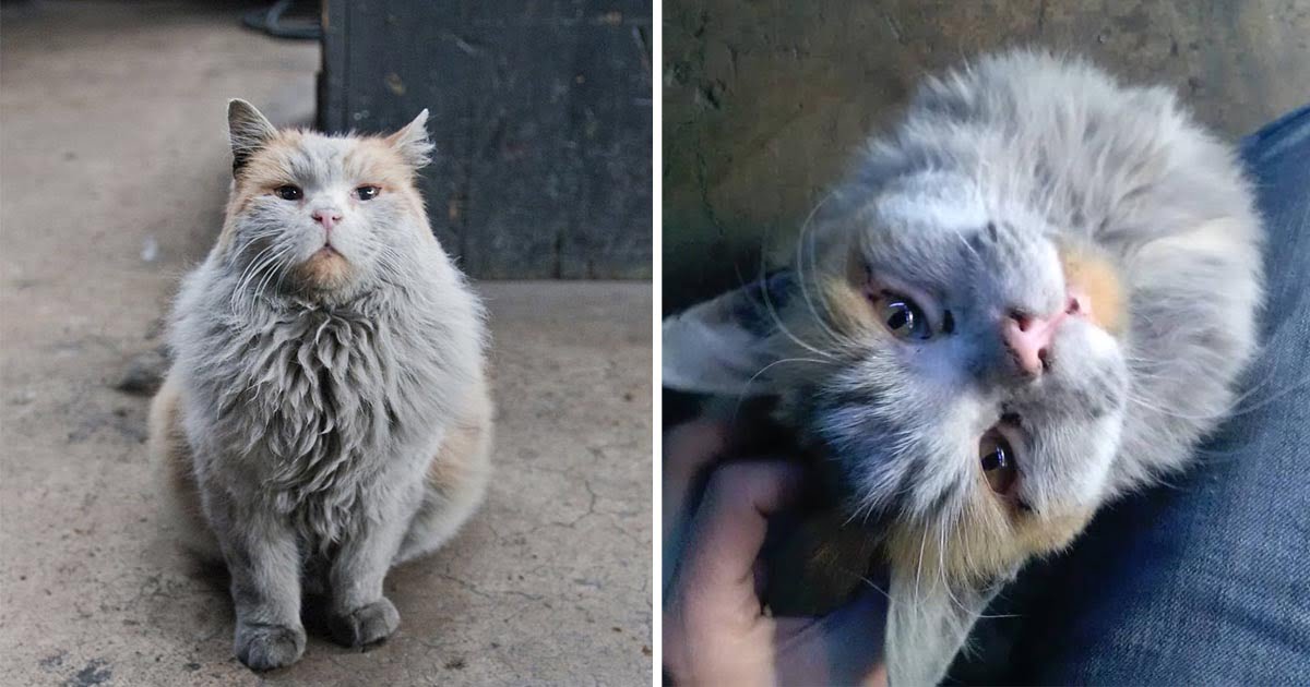 Gato del ferrocarril necesita baño