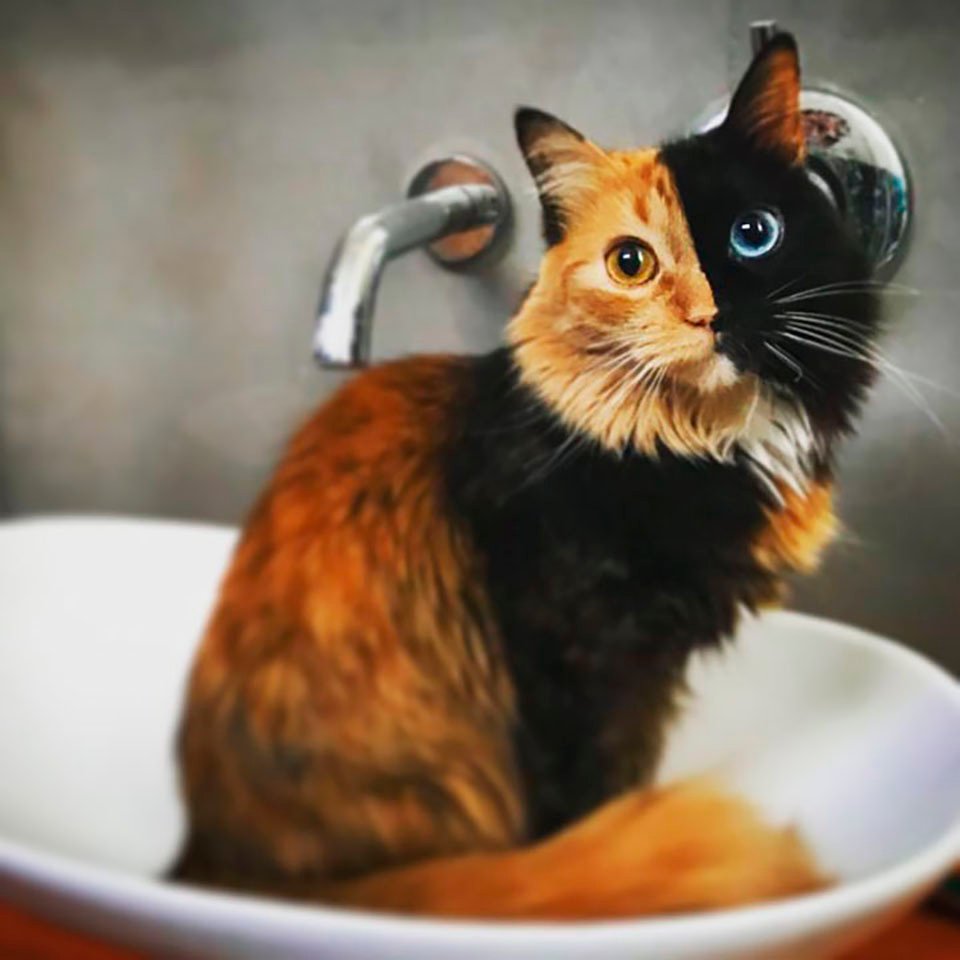 Gato de dos caras en el baño