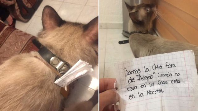Gato llega a casa con nota que revela su doble vida