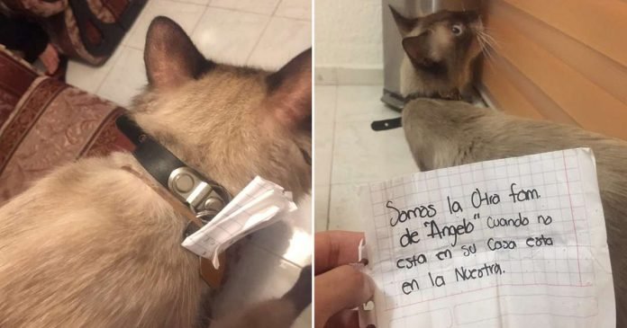 Gato llega a casa con nota que revela su doble vida