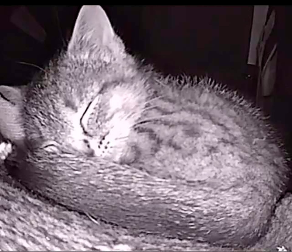 Gato salvaje durmiendo