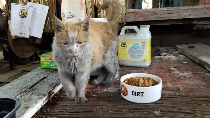 Dirt el gato del ferrocarril de Nevada que parece que necesita un baño