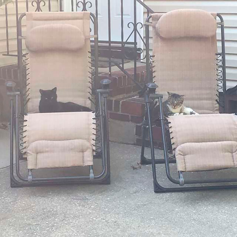 Gatos en las sillas del jardín