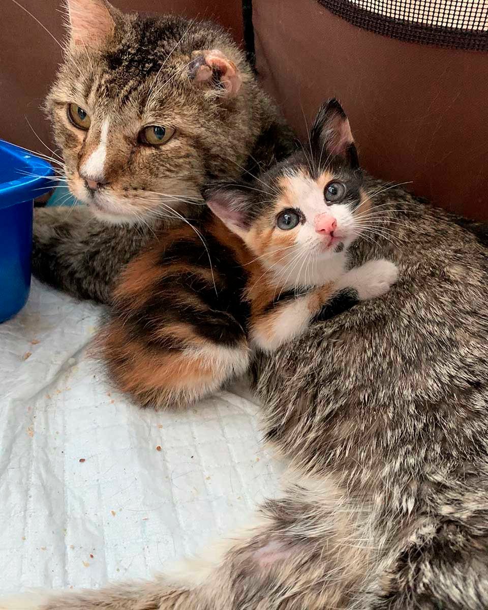Gatos rescatados