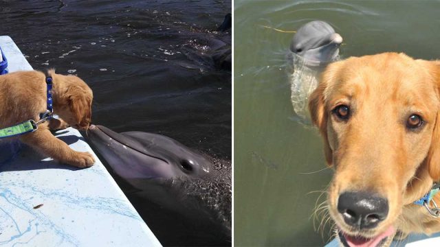 Hermosa amistad de un perro y un delfín se vuelve viral