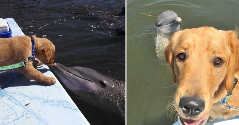 Hermosa amistad de un perro y un delfín se vuelve viral