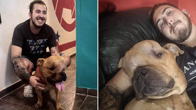 Hombre adoptó a un perro con un tumor
