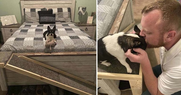 Hombre construye una rampa para perro mayor