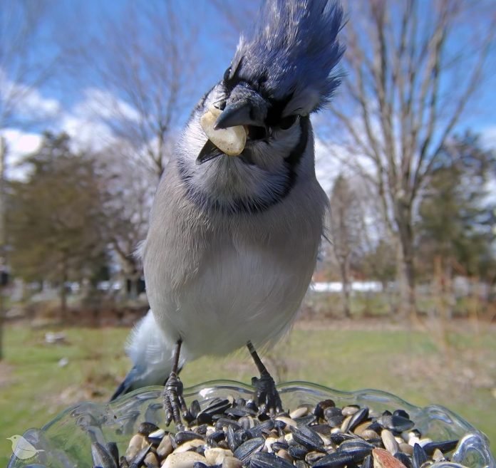 Instaló una cámara de alimentación para aves y el resultado es increíble