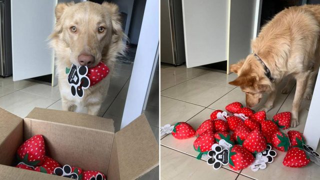 Juguete favorito de un perro es descontinuado