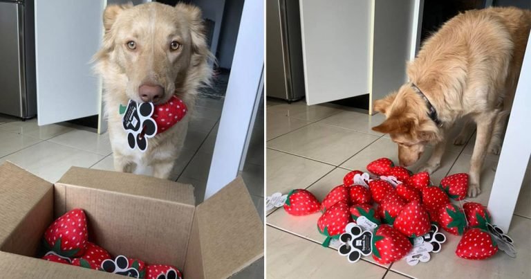 Juguete favorito de un perro es descontinuado