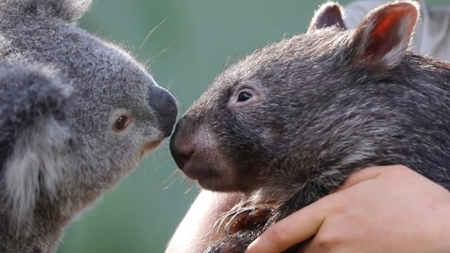 Koala y Wombat se convirtieron en mejores amigos.