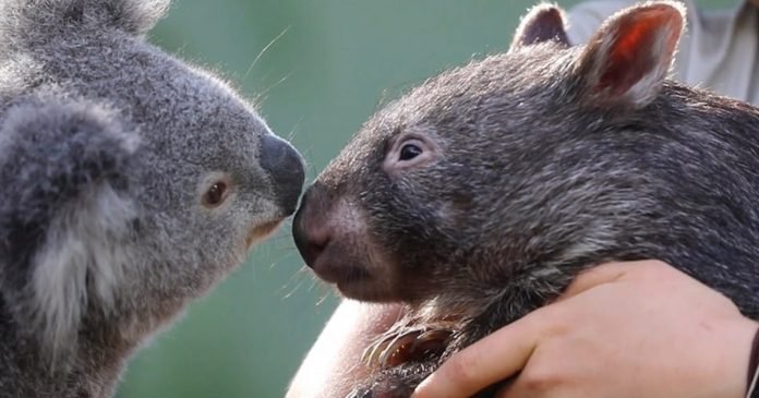 Koala y Wombat se convirtieron en mejores amigos.