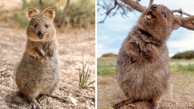 Los quokkas son tan lindos que no parecen reales