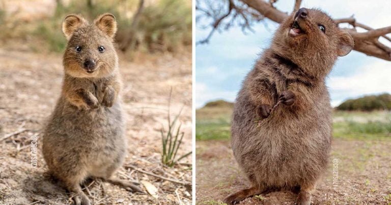 Los quokkas son tan lindos que no parecen reales