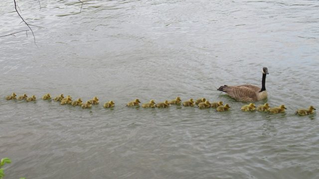 Madre ganso cuida 47 bebés