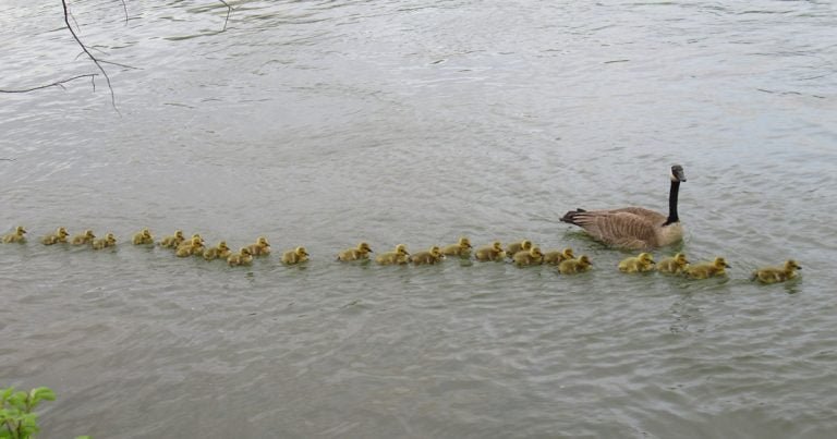 Madre ganso cuida 47 bebés