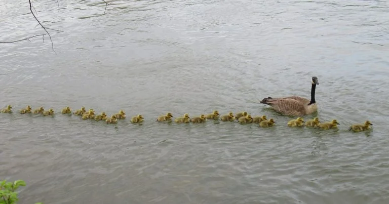 Madre ganso cuida 47 bebés