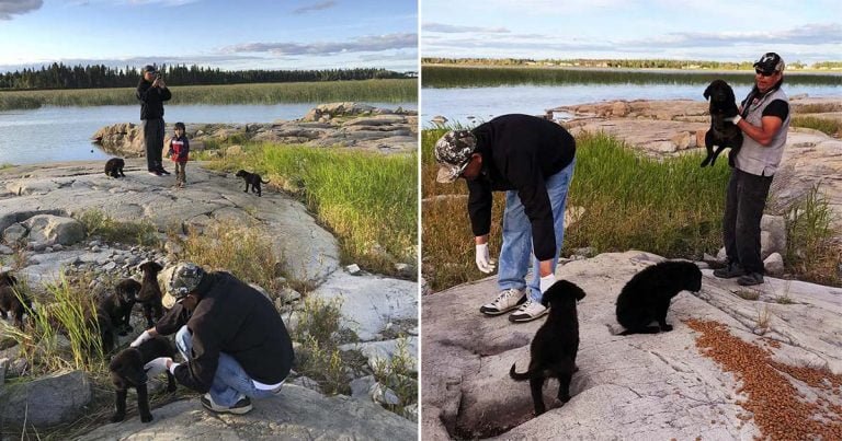 Hombre encuentra a siete cachorros abandonados en una isla deshabitada