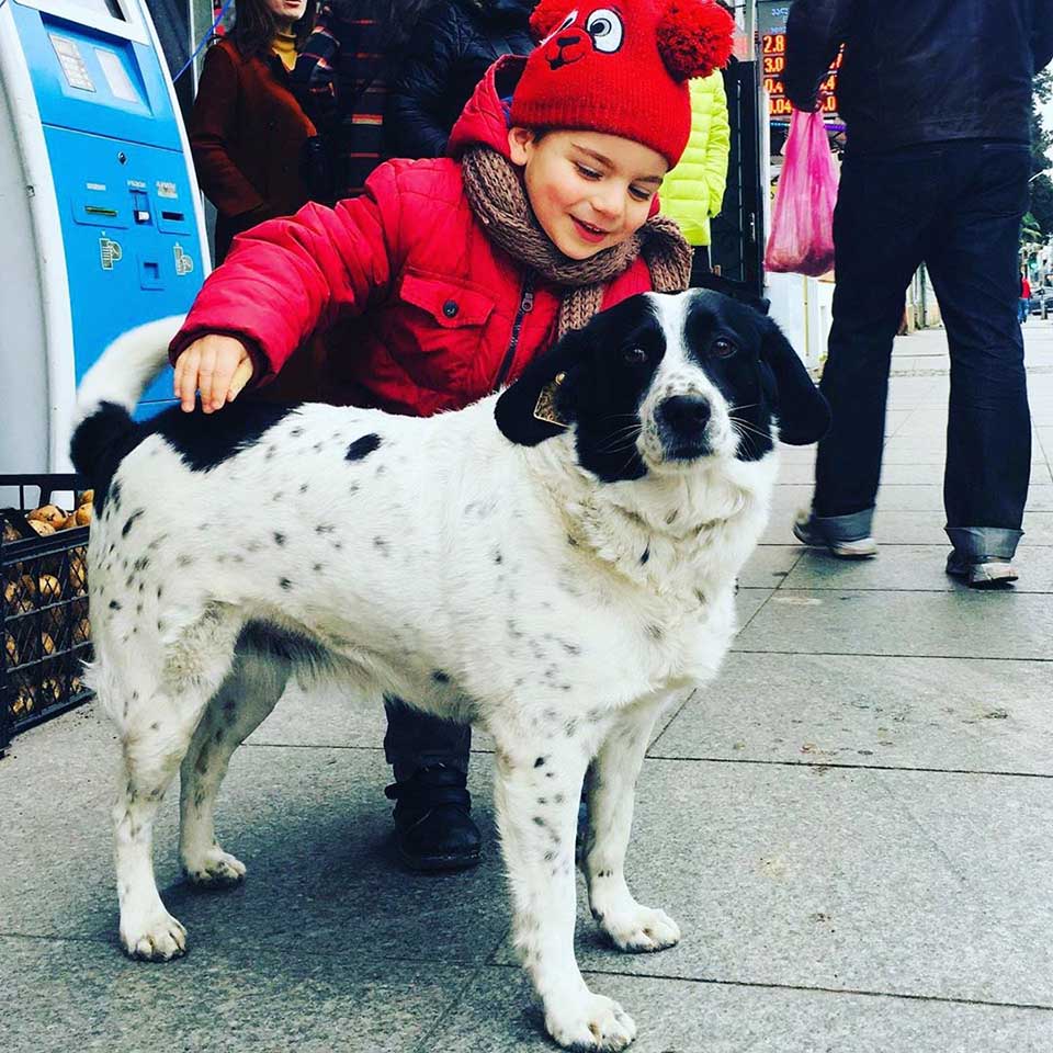 Niño acaricia perro