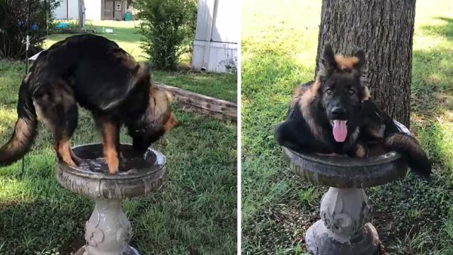 Pastor alemán esta seguro de ser un pájaro