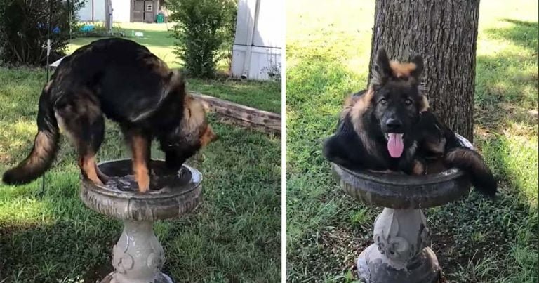 Pastor alemán esta seguro de ser un pájaro