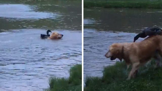 Pato silvestre encuentra perro amigo