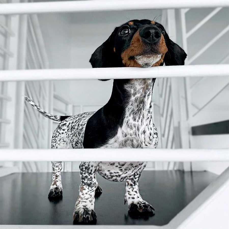 Pequeño dalmata